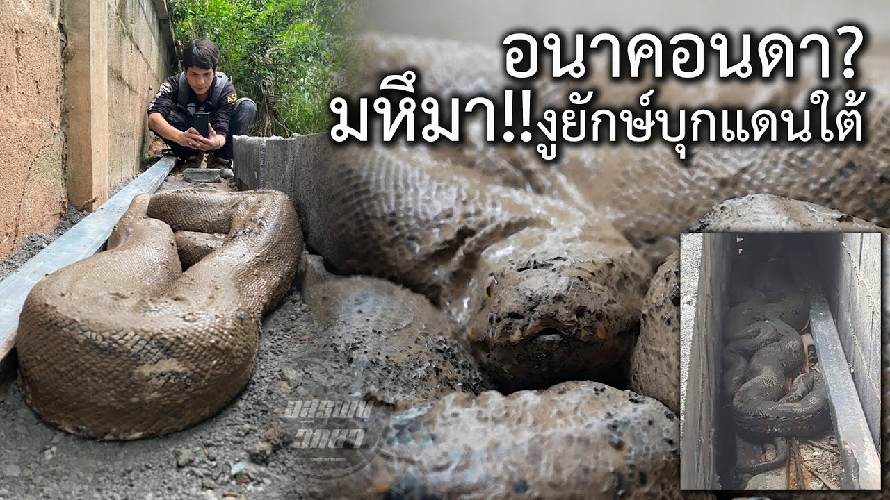 อนาคอนดา?มหึมา!!งูยักษ์บุกแดนใต้ อสรพิษวิทยา EP.216