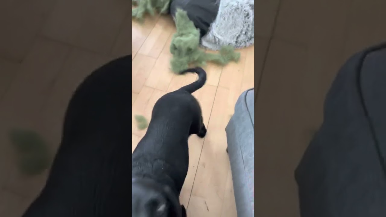 Dog licking feet
