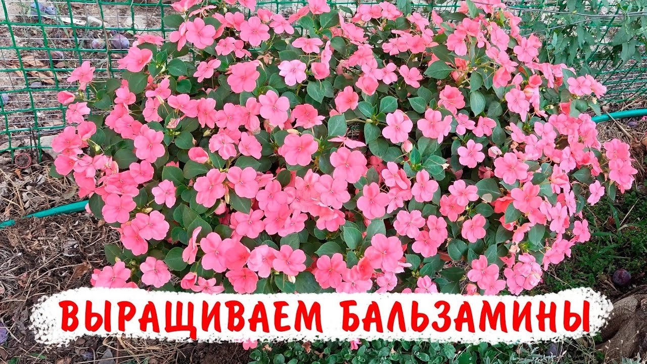 Как правильно пересаживать бальзамины уоллера. Как правильно подбирать объёмы промежуточных горшков