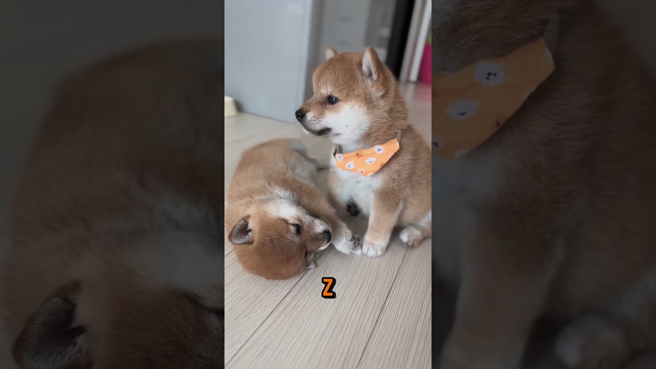 Najmądrzejszy Pies na Ziemi🦮 #śmieszne #psy #shibainu #shiba #shorts