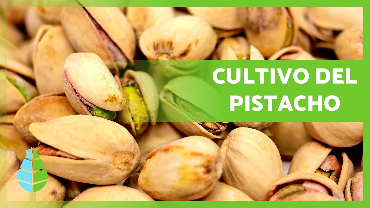 Cómo CULTIVAR PISTACHOS 🌱 (Siembra, CULTIVO y Recolección)