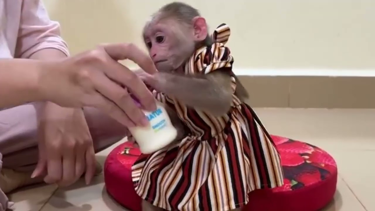 Funny Monkey Videos Ep95#lovely #cute #adorable #newborn #animals  #obedient #monkey#cat #duet