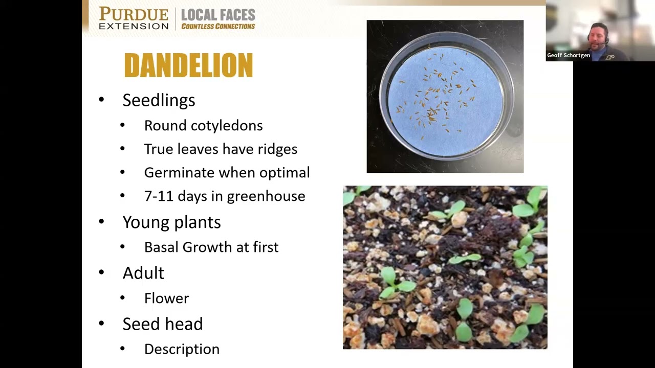 The Dandelion