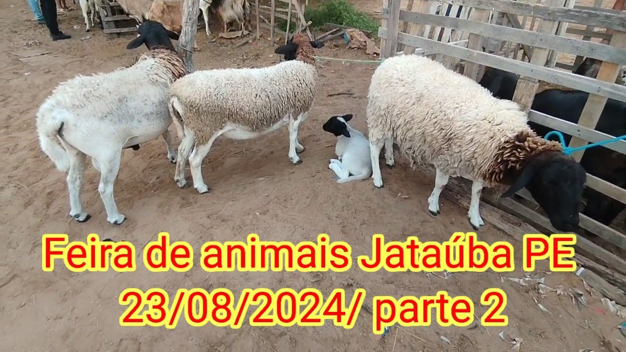 Feira de Caprinos é o vinos de Jataúba PE 23/08/2024/ parte 2