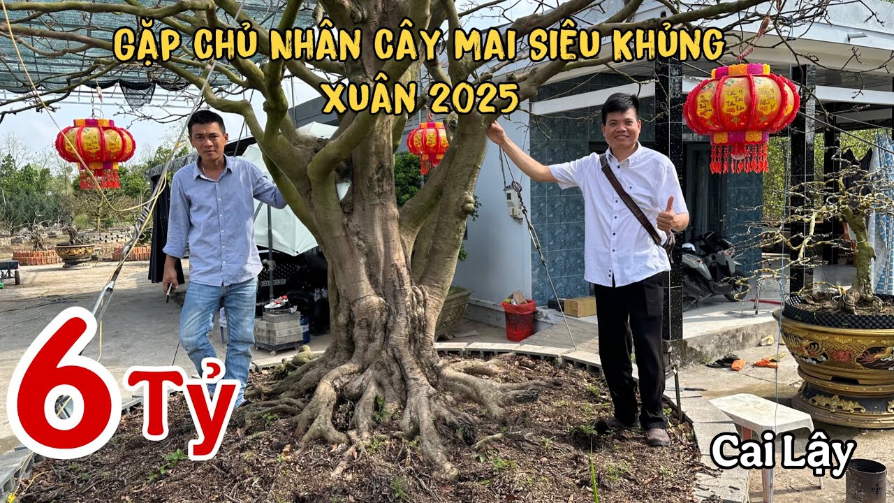 Gặp Chủ Nhân Cây Mai 6 Tỷ Xuân 2025 Khủng Nhất Cai Lậy 0708922922