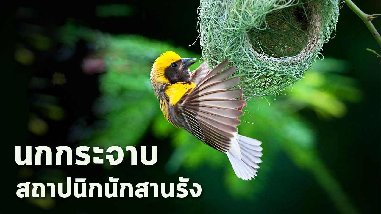 นานาสาระ ตอน นกกระจาบ สถาปนิกนักสานรัง