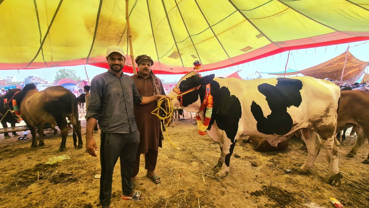 Our Town Cow Mandi | Bakra Mandi 2021