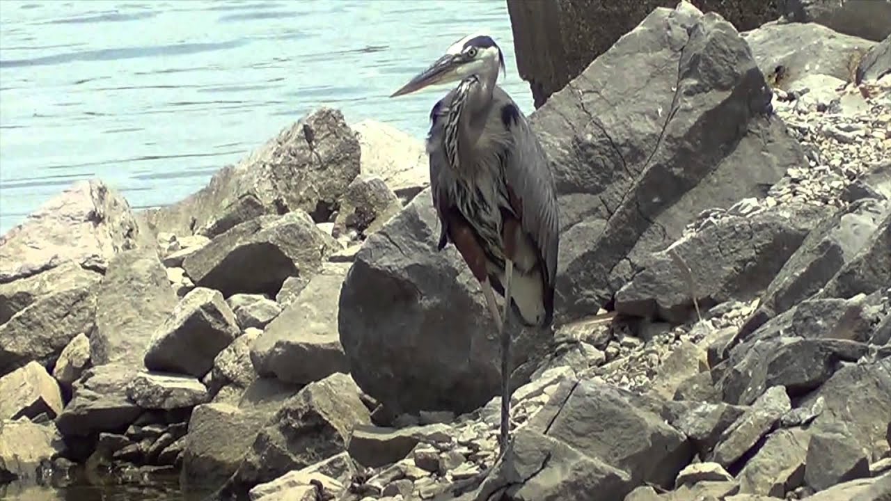 Kenlake Marina