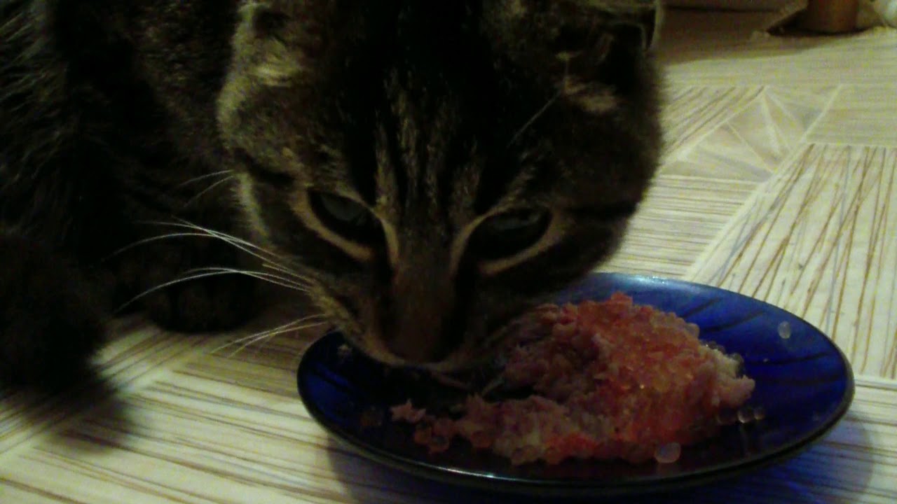 ASMR Tigra's dinner Caviar sandwich with meat for my cat