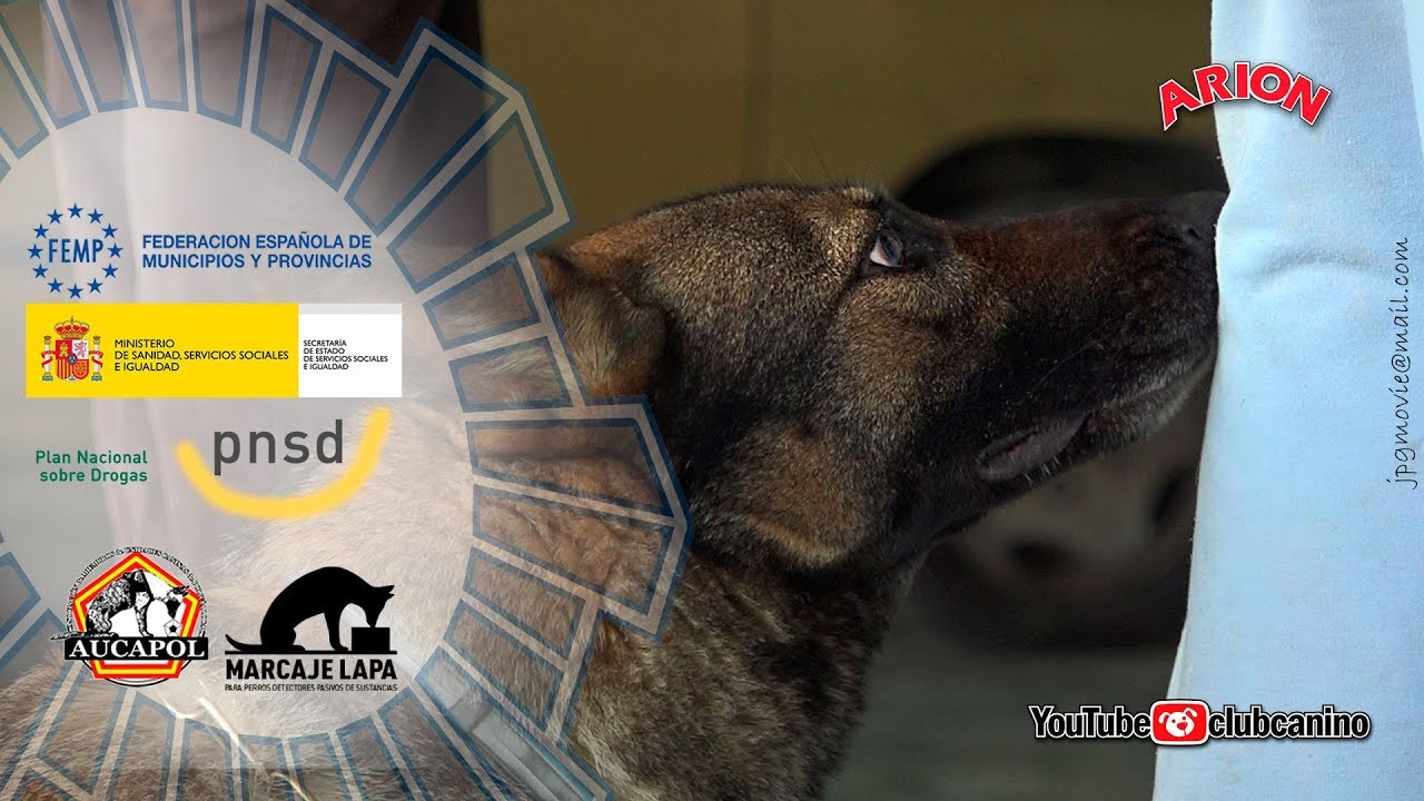 Marcaje LAPA de Perros Antidrogas