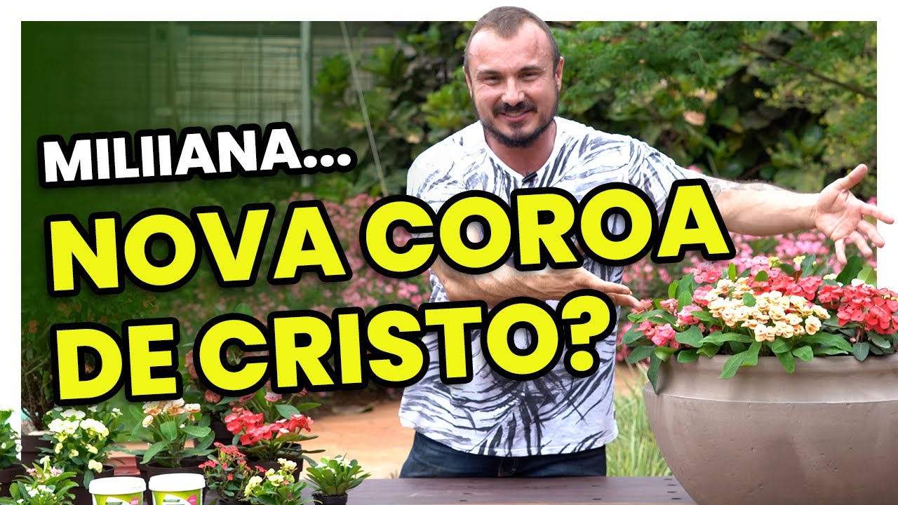 Tudo sobre a EUPHORBIA MILIIANA | Como cultivar a nova Coroa de Cristo