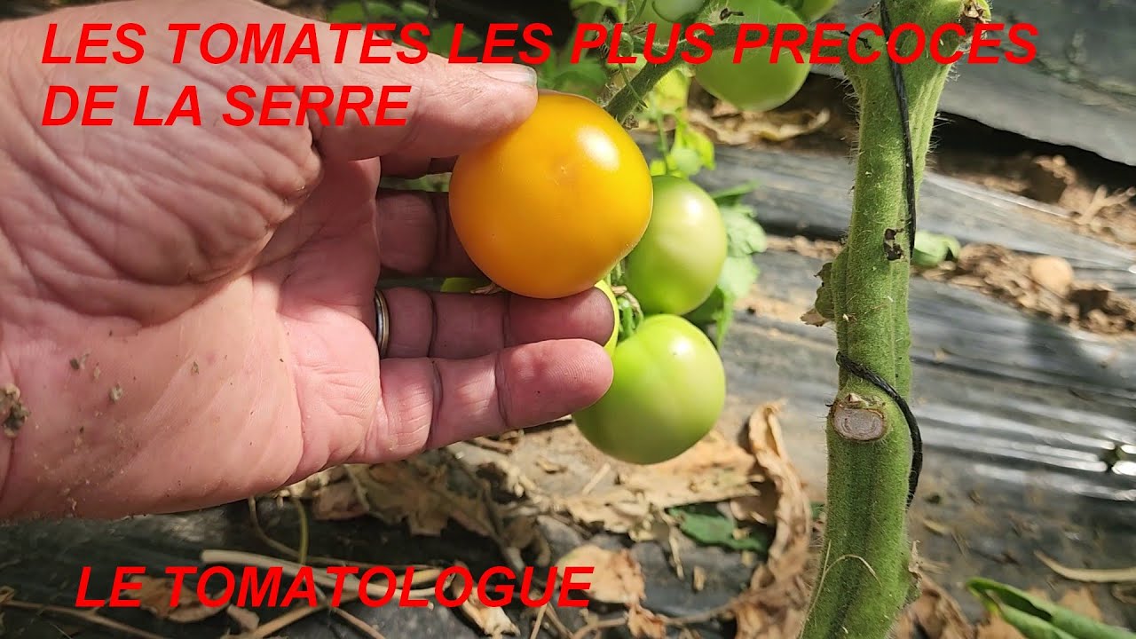 LES TOMATES LES PLUS PRÉCOCES