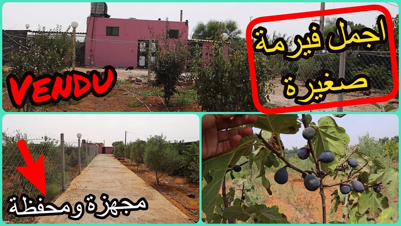 ✨فيرمة صغيرة نصف هكتار بالمنزل والاشجار المثمرة الكبيرة مجهزة بالكامل محفظة وبمكان جد امن ✨ تيفلت