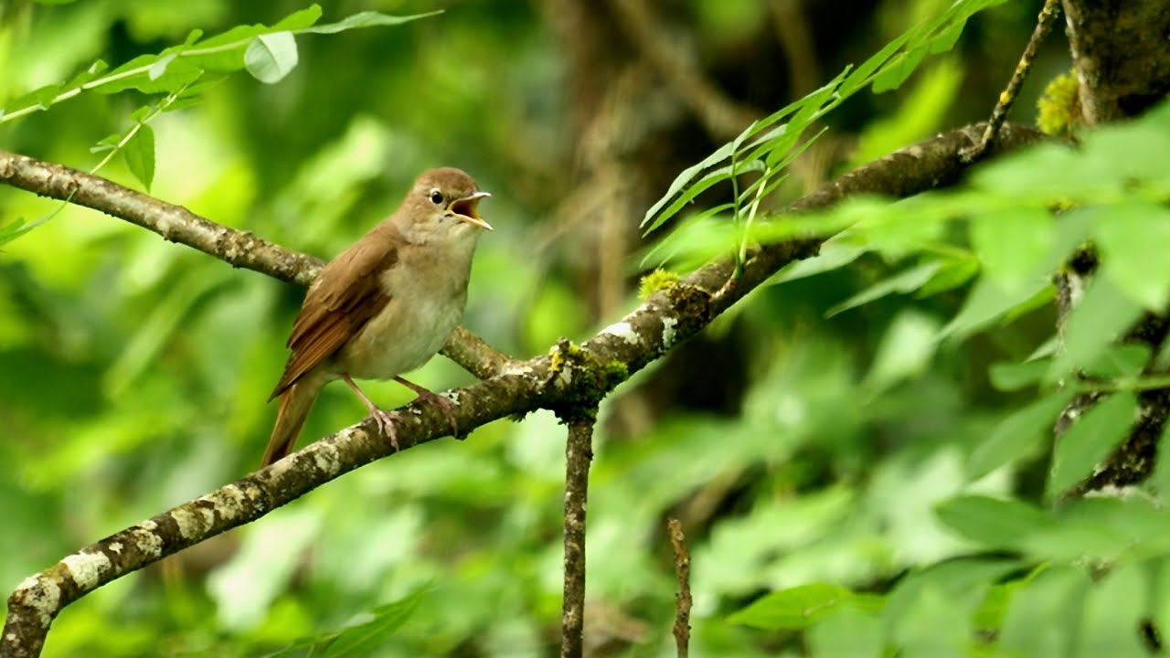 Nightingale song (Luscinia megarhynchos) april 28 2024 Dordogne