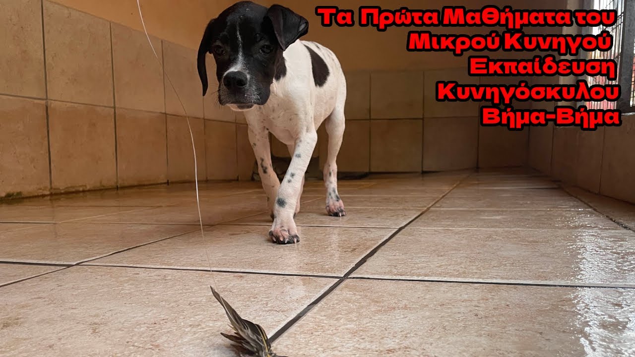 Τα Πρώτα Μαθήματα του Μικρού Κυνηγού 🐾 | Εκπαίδευση Κυνηγόσκυλου Βήμα-Βήμα 