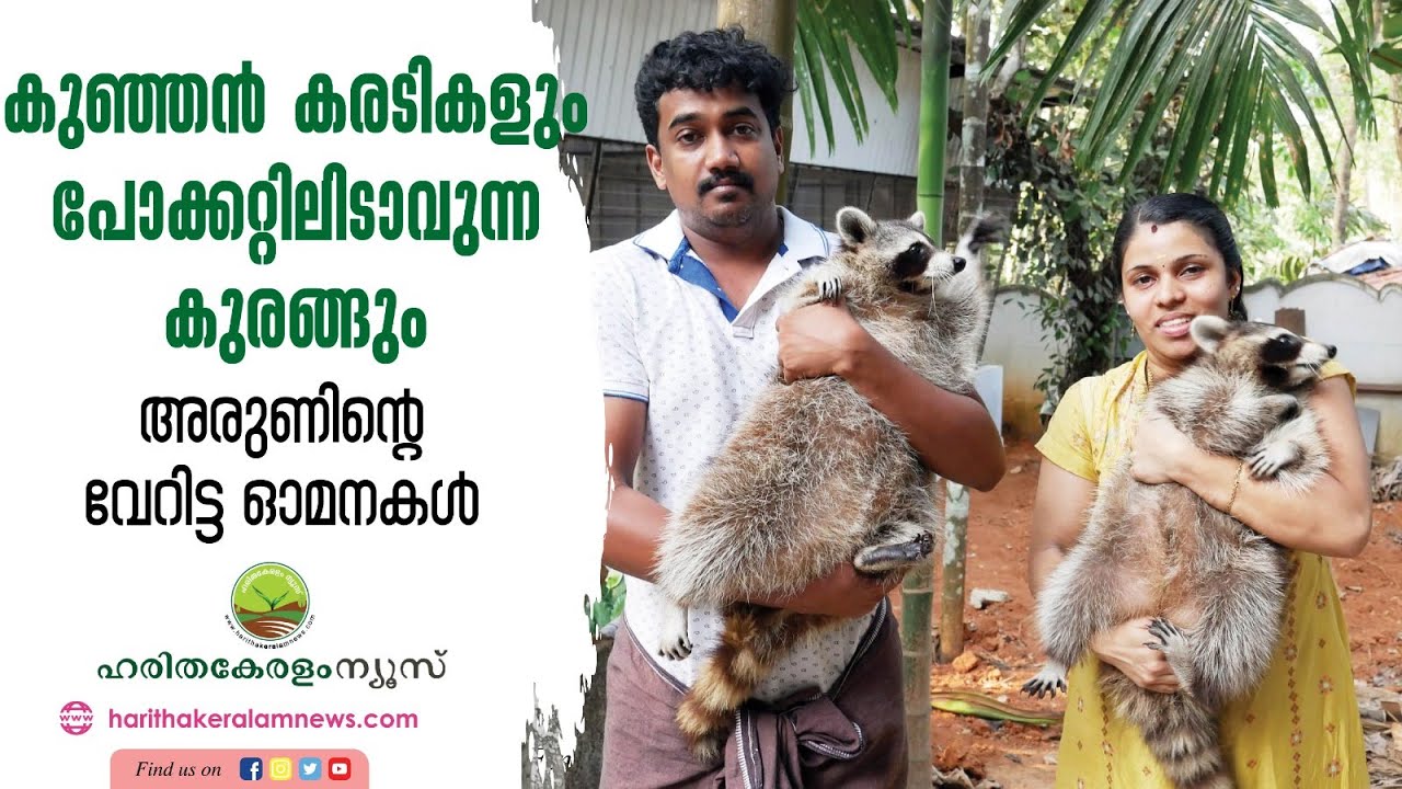 കുഞ്ഞൻ കരടികളും പോക്കറ്റിലിടാവുന്ന കുരങ്ങും... അരുണിന്റെ വേറിട്ട ഓമനകൾ