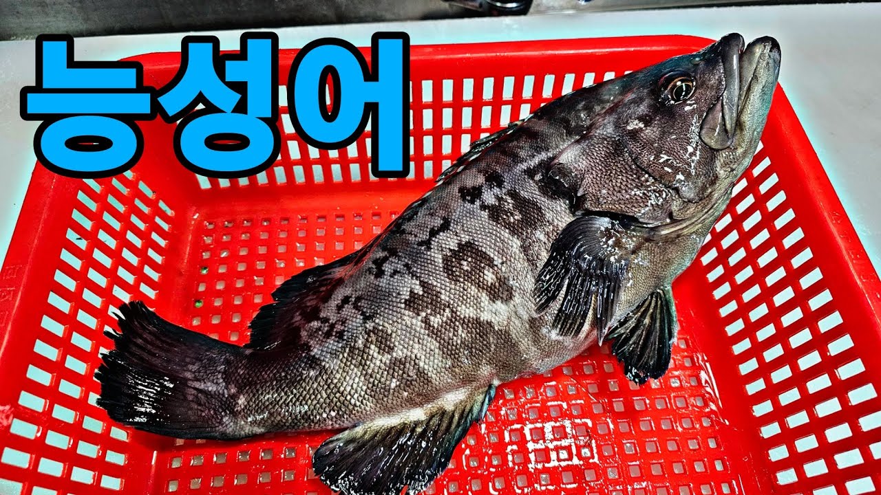 능성어 손질/능성어 회뜨기