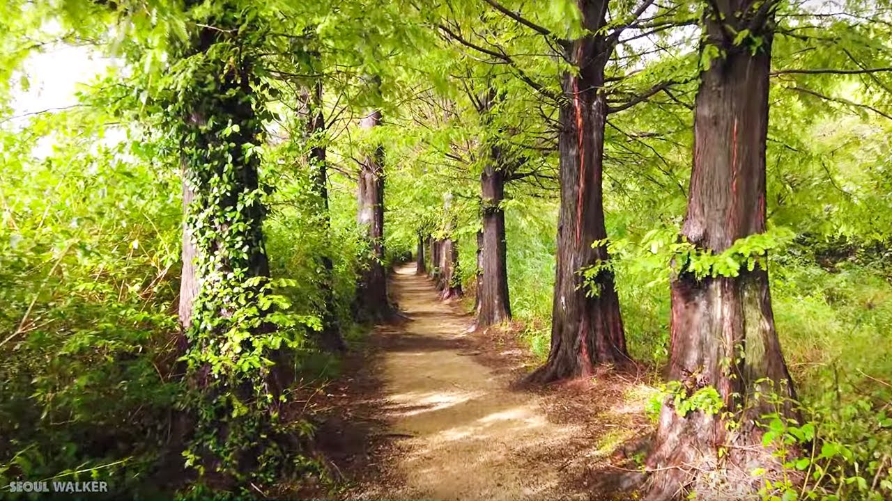 [4K] Walk In The Rain, Autumn is coming, Nature Sounds ASMR | Walking Around Seoul Korea 가을비 秋雨