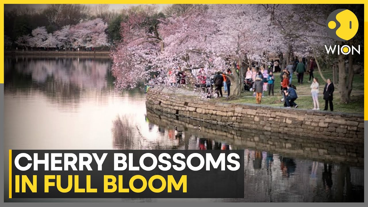 Washington DC Welcomes Spring With Stunning Cherry Blossoms | world News | WION