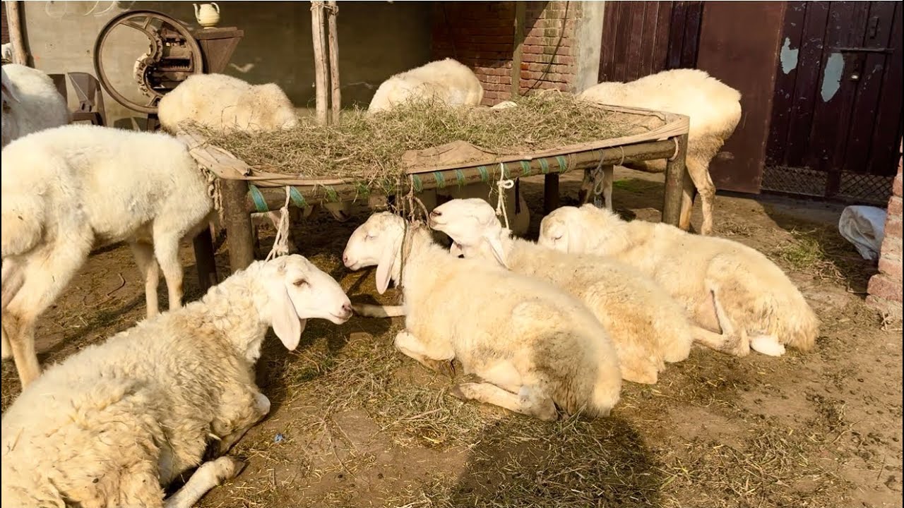 Turkey Dumbe Sawati Mande Lahore Mandi Desi Sindhi Chatre Qurbani 2026