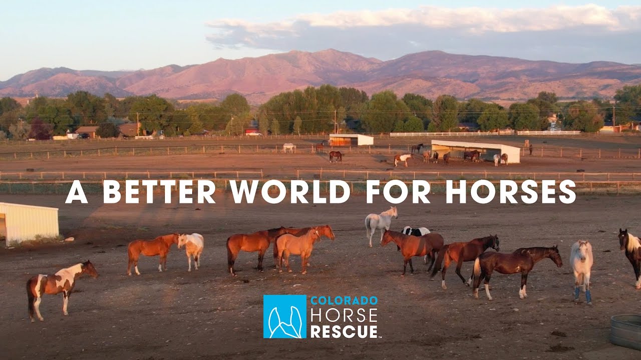 What does it look like to create a better world for horses?