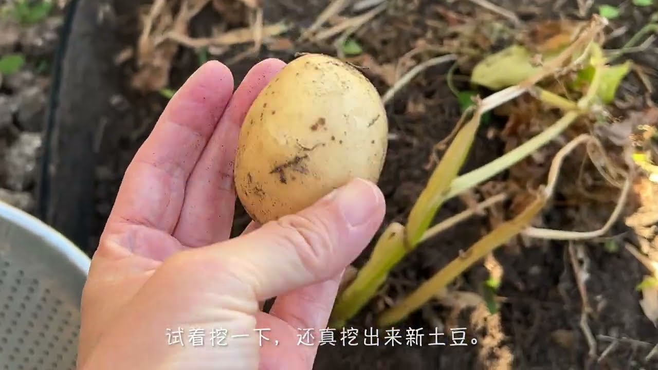 挖个土豆像挖宝，土豆绿皮或发芽了该怎么办？