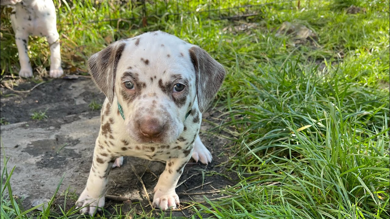31 day old Dalmatian puppies