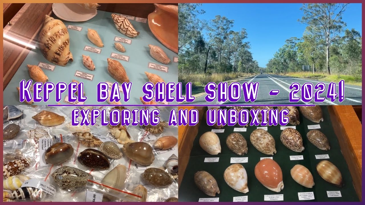 Keppel Bay Shell Show in Yeppoon & Unboxing the Seashell Purchases #shell #shells