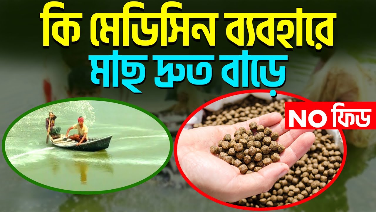 খাবার বাদে কি মেডিসিন দিলে মাছ দ্রুত বাড়ে || ৩ মাসে ৫ কেজি মাছ কিভাবে বানাবেন || #shakibagro
