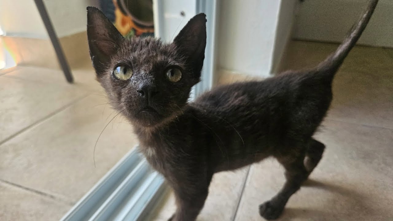 Miracle kitten saved just in time gets a new home