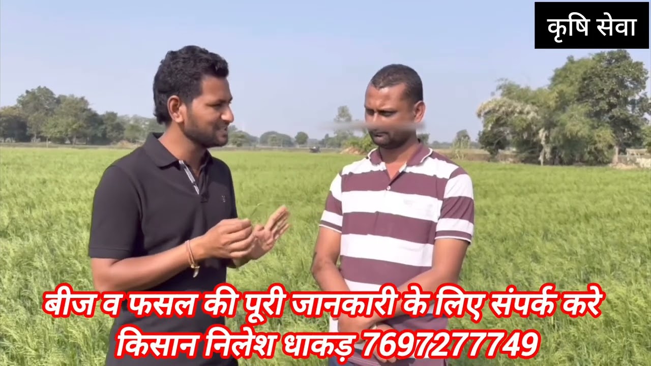 cheena Crop, चीना की फसल