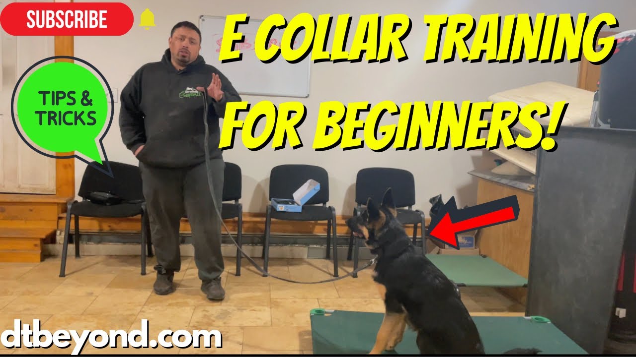 How to Train your Dog - The E Collar Training Guide For Beginners!