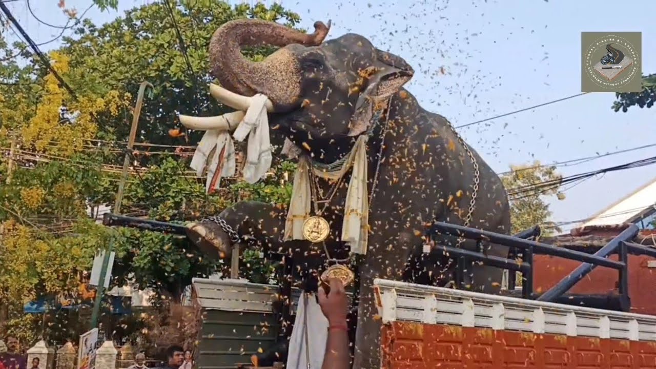 മാതഠഗ സൂര്യൻ പേരൂർ ശിവൻ (പേരൂരാൻ) പാറയിൽ ദേവിയുടെ സന്നിധിയിലേക്ക് #video #templefestival #festival