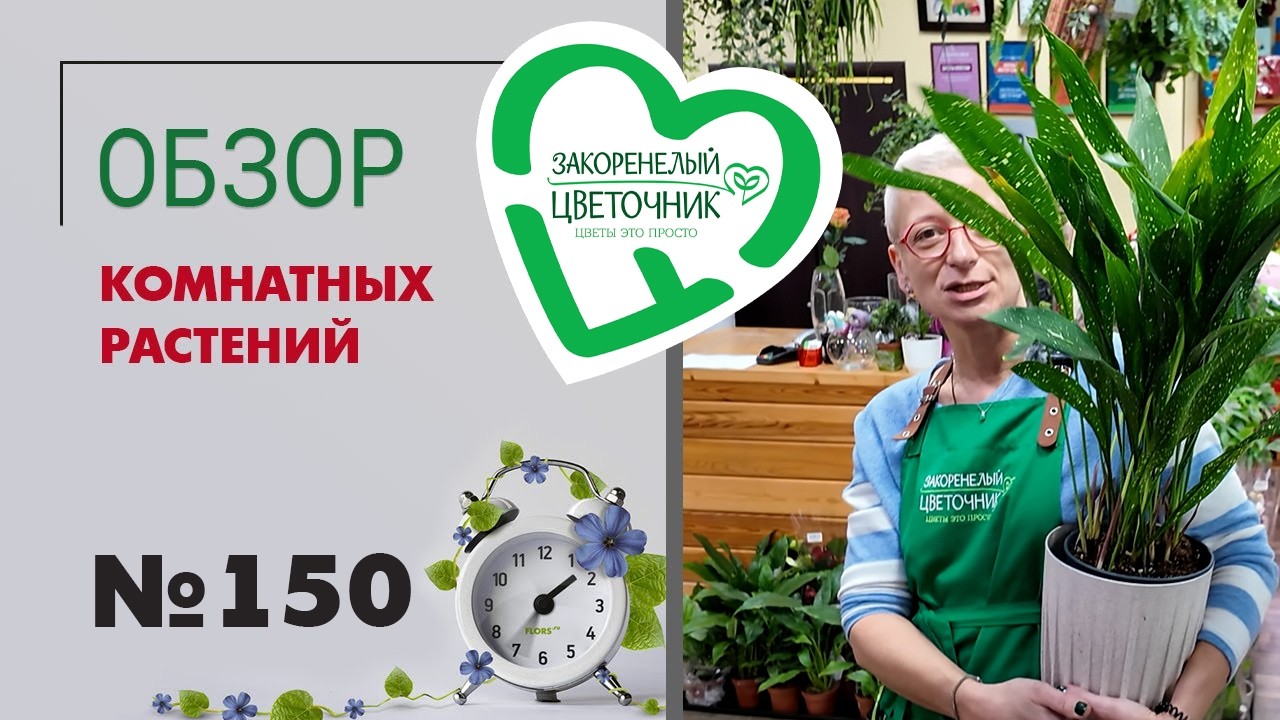 Обзор растений: аспидистра милки уэй, бегонии, розы, камелии, необычные папоротники пеперомии №150.