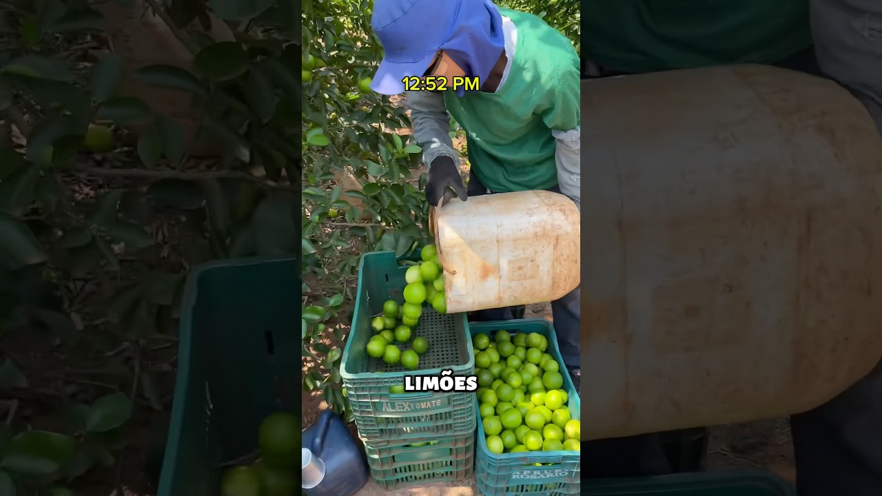 Rotina de quem trabalha na ro&ccedil;a #rotinadetrabalho #agricultura #ro&ccedil;a