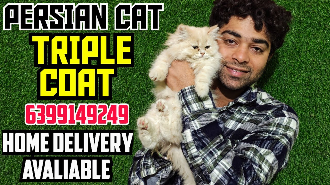 😍Premium Persian Cat For Sale 🔥 | Triple Coat • Show Quality • Exotic Breed 