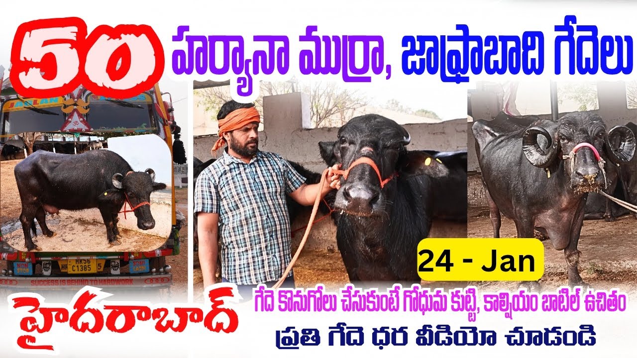 50 హర్యానా ముర్రా, జాఫ్రాబాది గేదెలు || 9100070100 || Haryana Murrah, Jafrabadi Buffalo | Hyderabad 