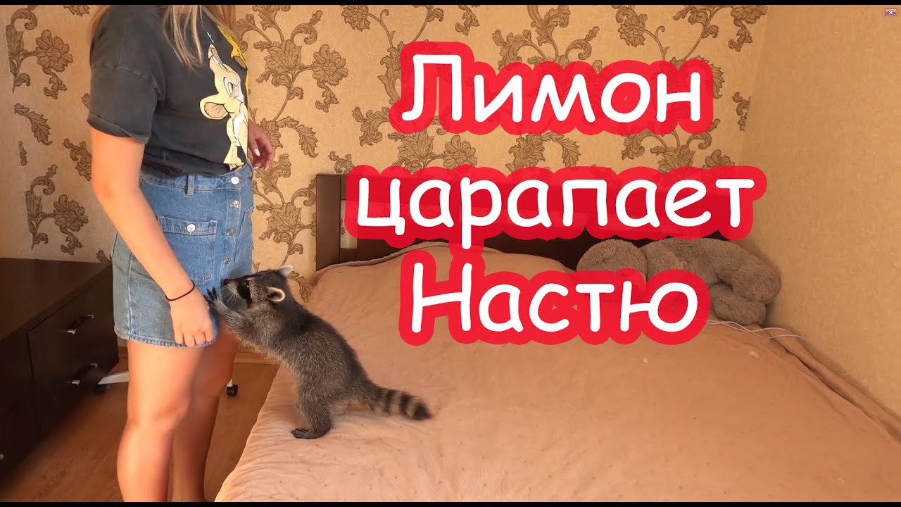 VLOG Нам привезли мебель. Лимон царапает Настю.