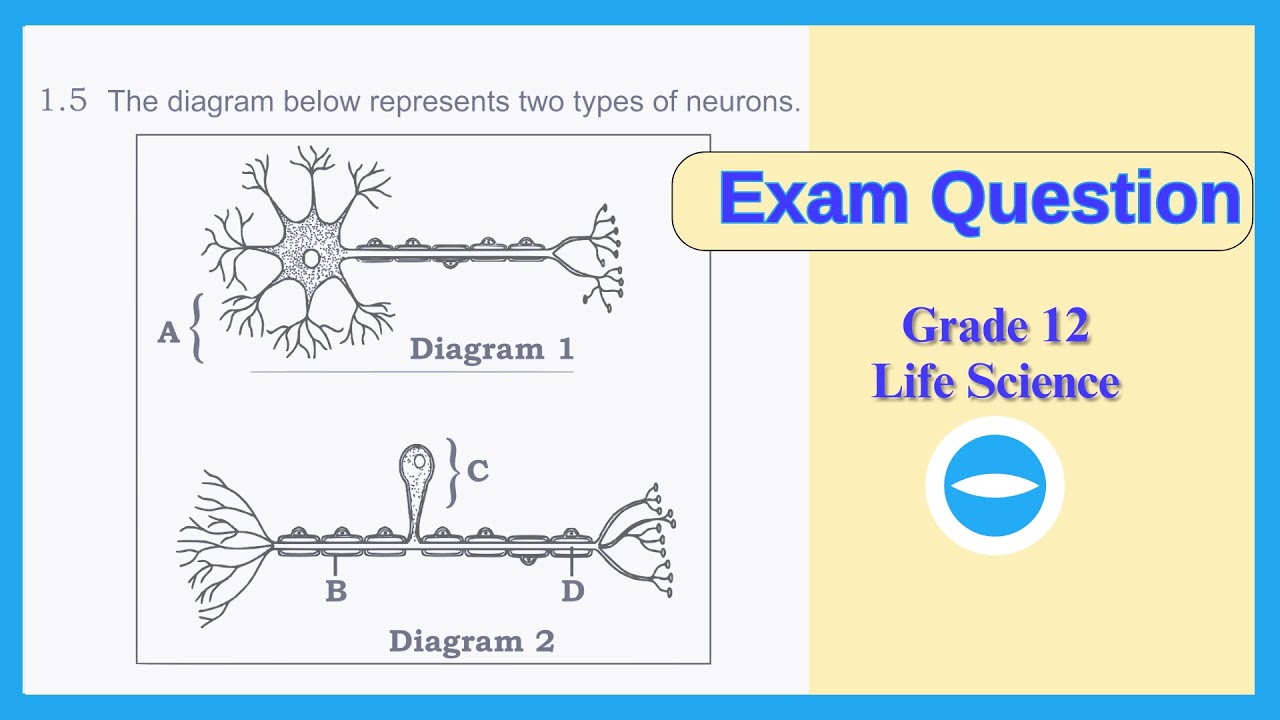 Exam Question | Sensory and motor neurons | Human respond to environment | Life science grade 12