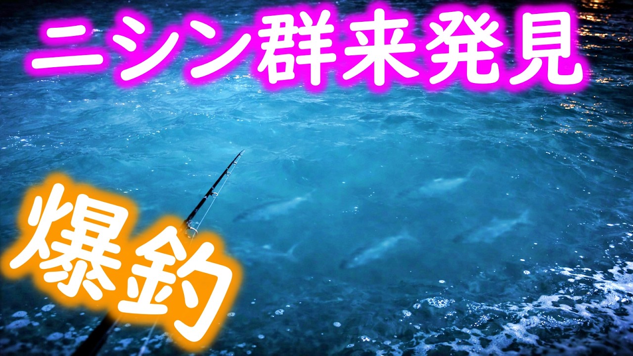【釣り】北海道・ニシン群来発見・やっと爆釣な夜：2026年2月
