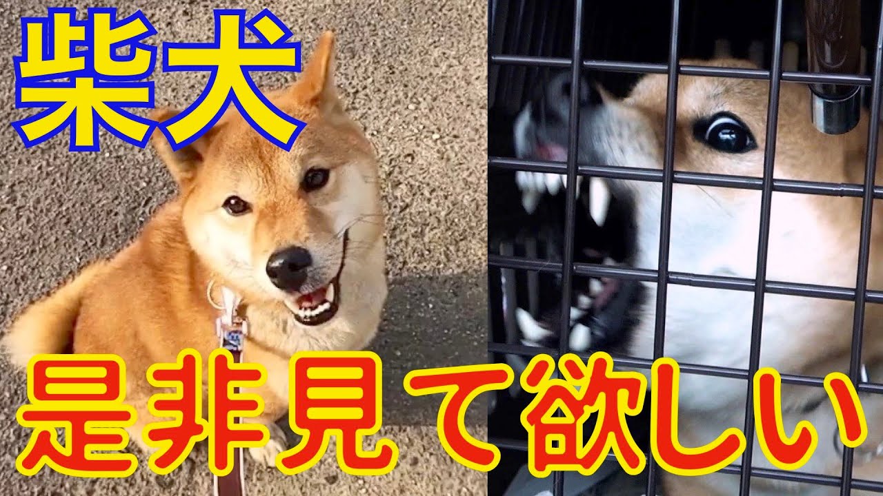 柴犬を飼う前に見て欲しい動画！ Dog Rescue A&R