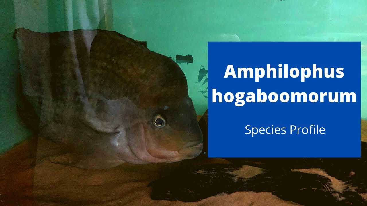Amphilophus hogaboomorum Species Profile