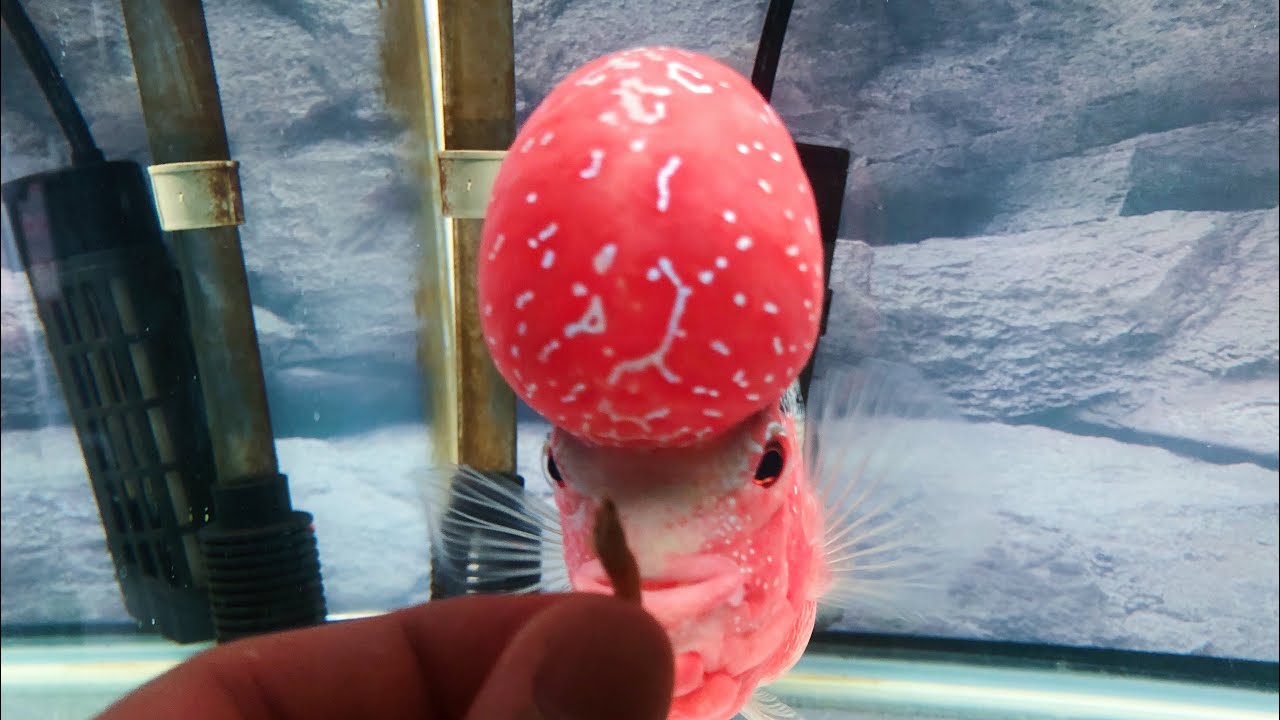 FLOWERHORN FEEDING ASMR. My secret to flowerhorn redness