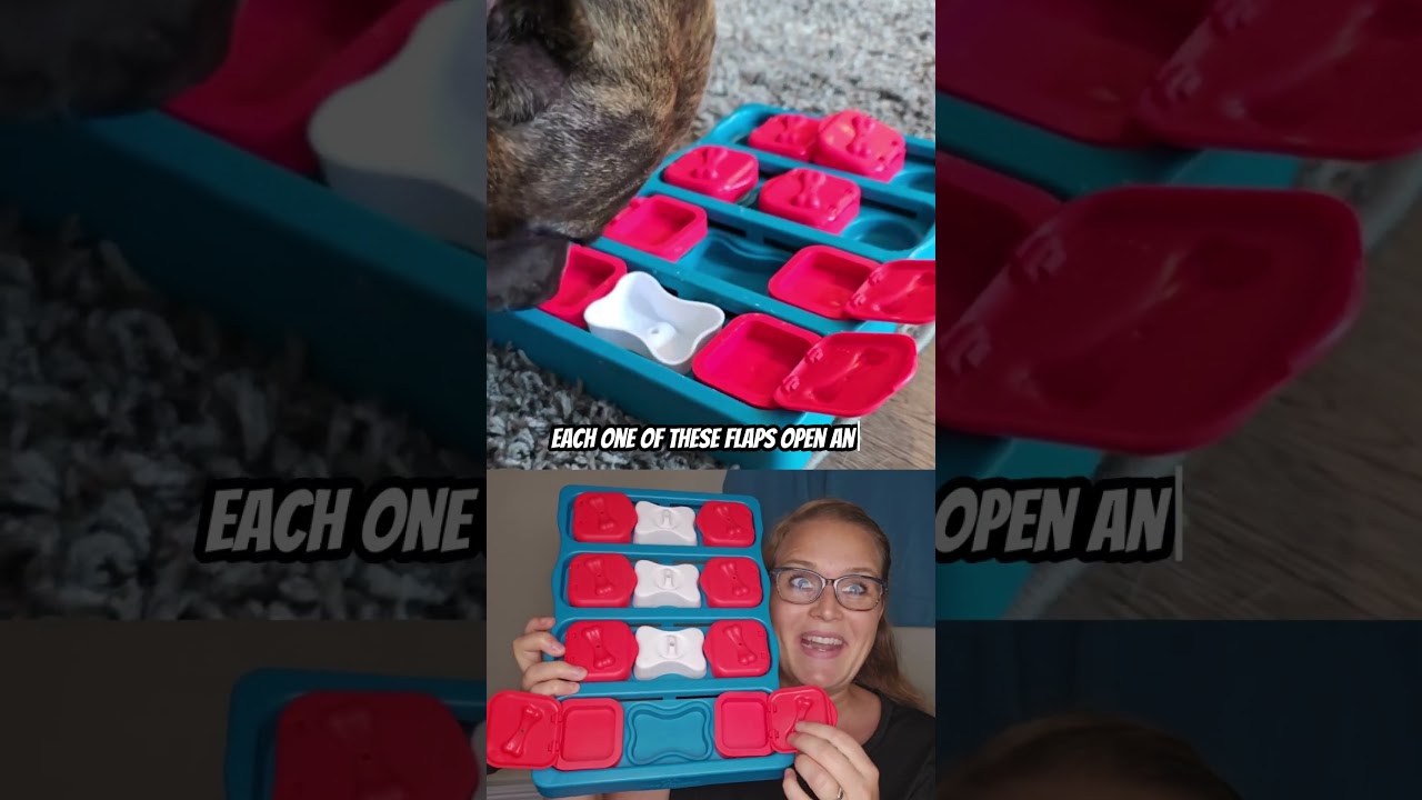 Boredom Buster: Interactive Dog Puzzle Toy 🧩🐾 #dogshorts