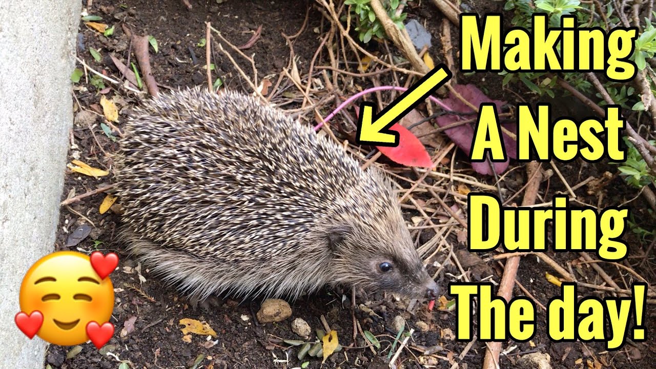 Hedgehog building a nest in the middle of the day! | Rare footage