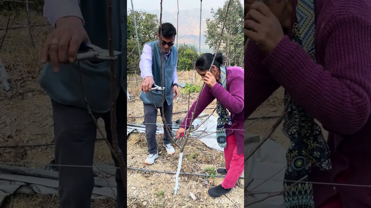 2nd  #Apple Pruning #appleorchards #सेब _बागवानी में कटिंग #kkandariappleorchard 