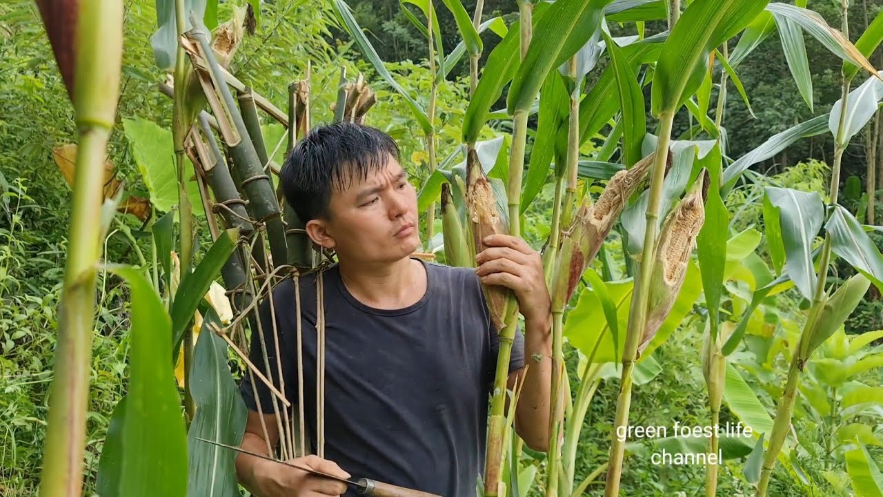 Protect the corn garden. grow onions. Survival Instinct, Wilderness Alone (ep184)