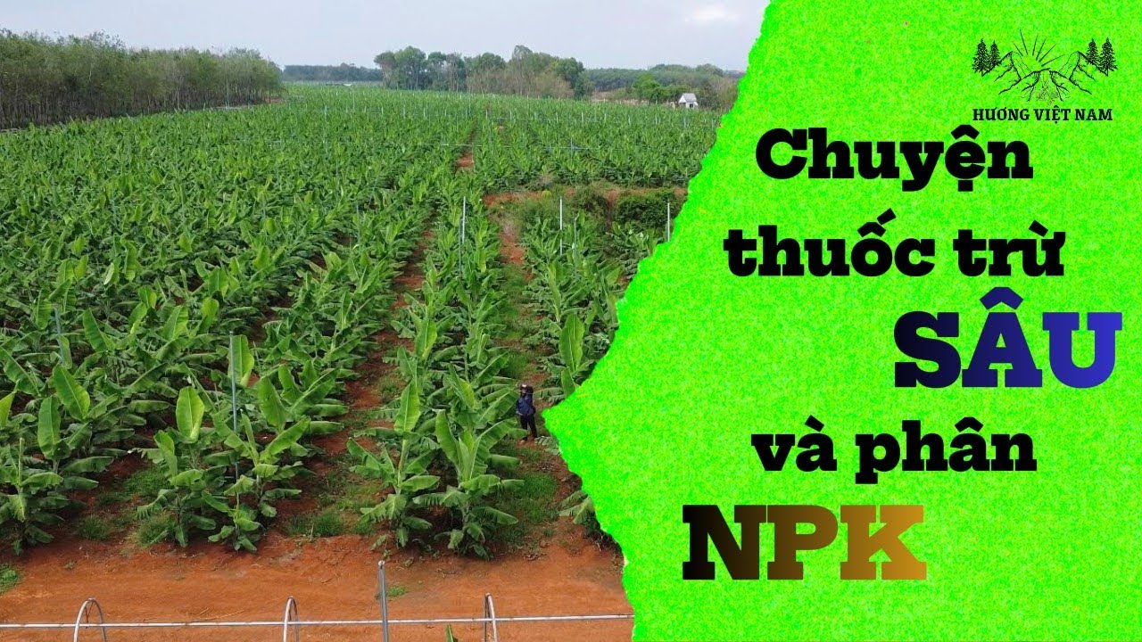 Tập 22: Chăm sóc cây chuối giai đoạn sắp trổ bắp và câu chuyện về thuốc trừ sâu, phân bón cho Chuối