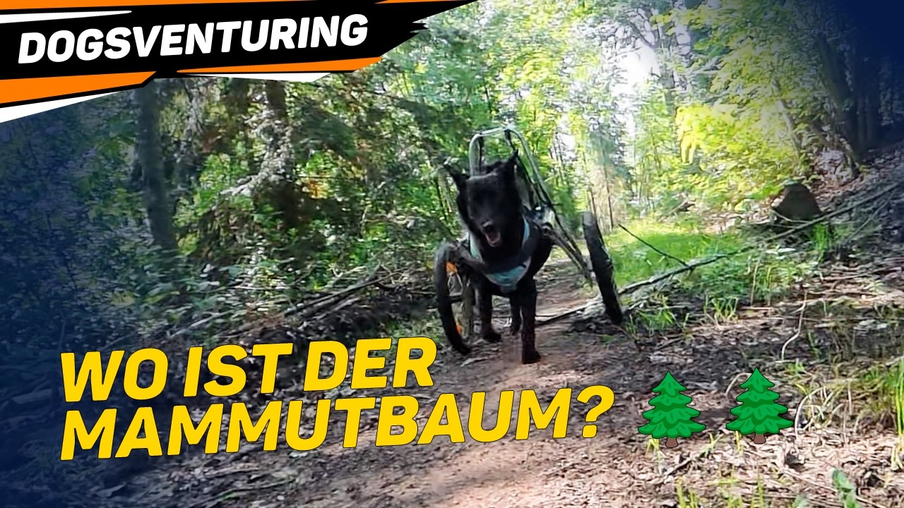 Die Mammutbaum-Suche 😂🌲 | Exotenwald Weinheim mit Ria & Lee