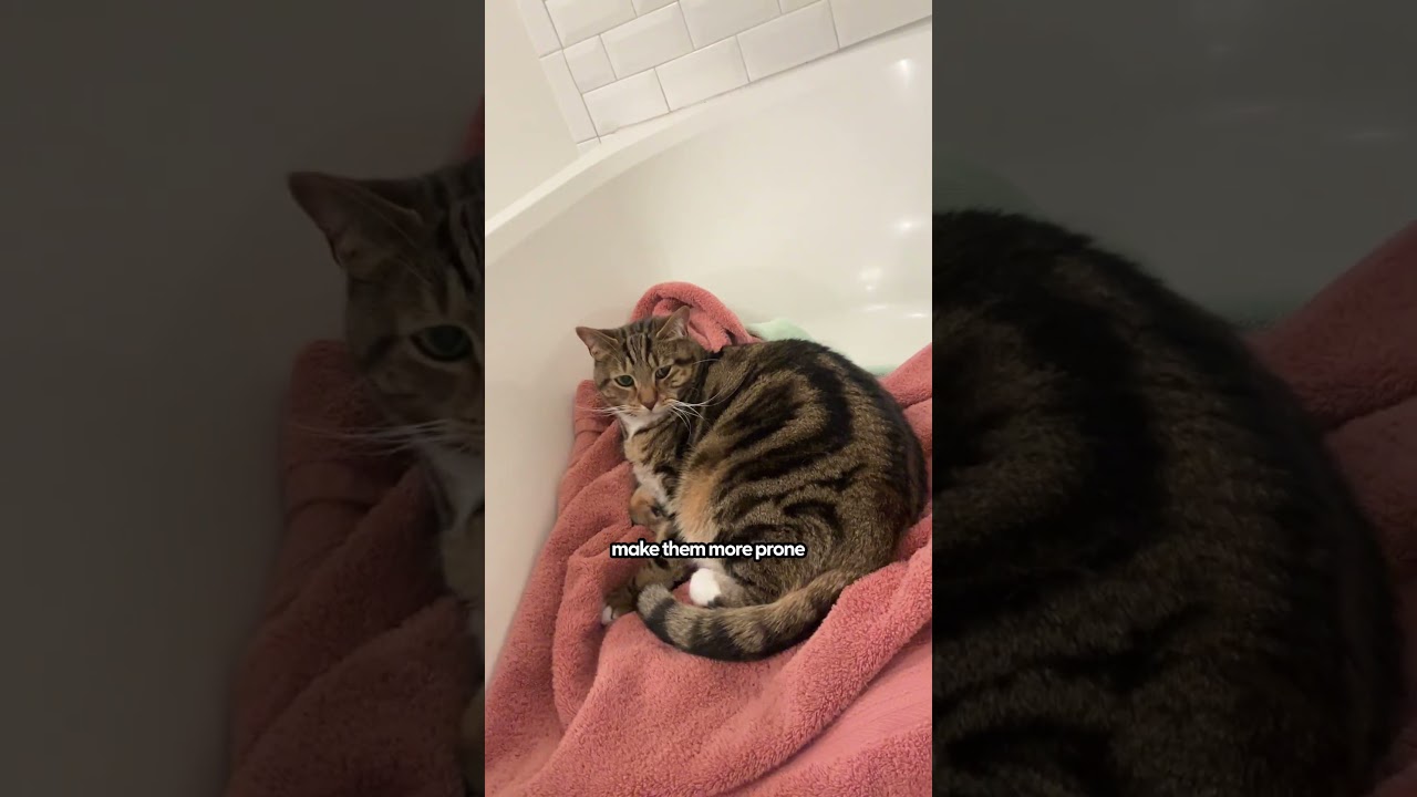 What To Do for Male Cat Urinary Blockage | The Pack